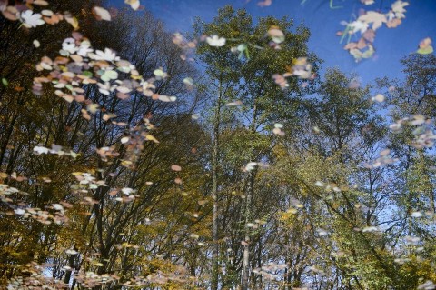 oszi-taj(960x640)(1).jpg (ősz, )