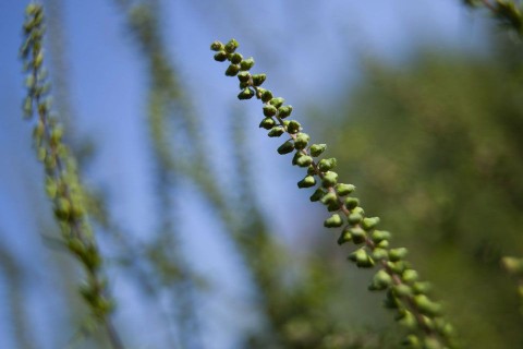 parlagfű (parlagfű)