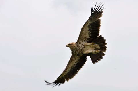 parlagi sas (parlagi sas, )