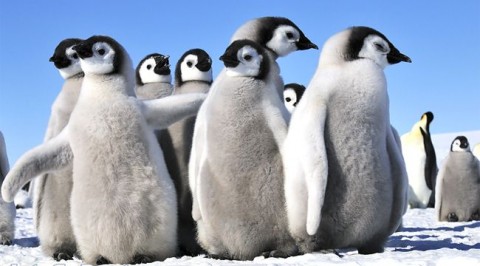 pingvin (usa, antarktisz, )