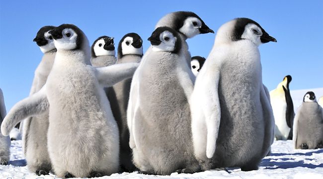 pingvin (usa, antarktisz, )