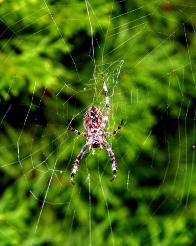 pókjháló (pókháló, )