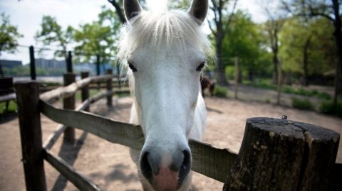 póniló a vízaknában (póniló, szentendre, vízakna, baleset, )