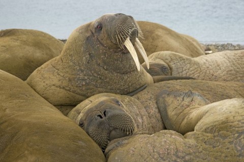 rozmar(960x640)(1).jpg (rozmár)