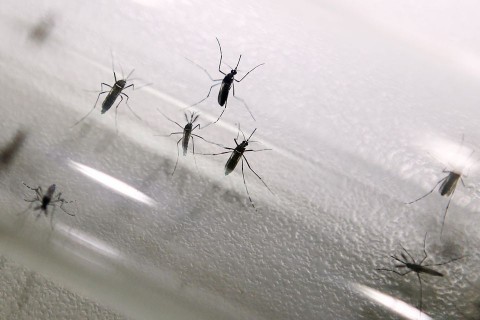 szunyog(210x140)(1).jpg (szúnyog, )