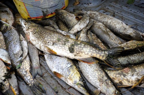 tömeges halpusztulás (halpusztulás, fekete-víz)