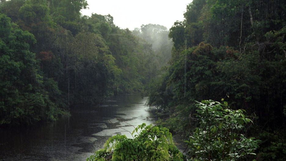 Amazonas(960x640)(1).jpg (amazonas, dzsungel, esőerdő, )
