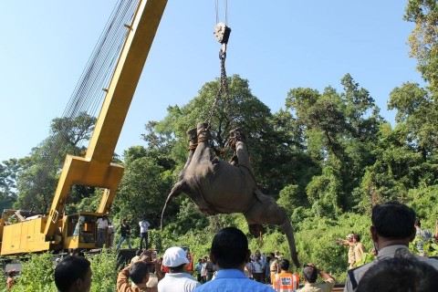 Elgázolt elefánt (elefánt, )