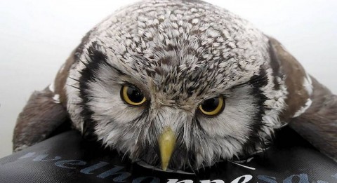 Fagyhaláltól mentette meg a baglyot egy kajakos (bagoly, állatvédelem, )