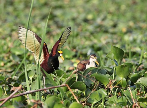 Jasszána (jasszána, madár, )