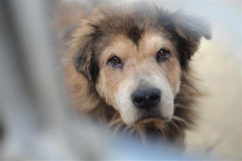 Kobor-kutya(1)(960x640).jpg (kóbor kutya)