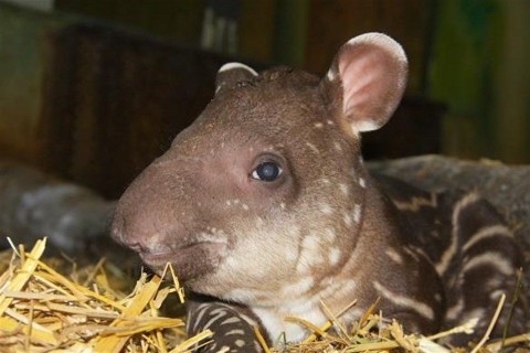 Tapirkolyok-a-Szegedi-Vadasparkban(960x640).jpg (Tapírkölyök a Szegedi Vadasparkban)