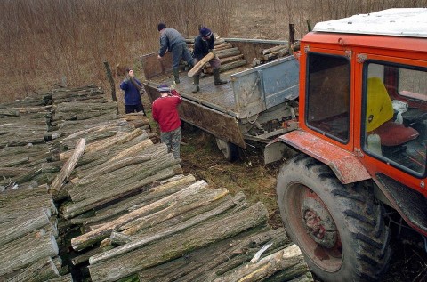 Tuzifa-pakolas(960x640)(2).jpg (tüzifa, tüzelő, traktor, )