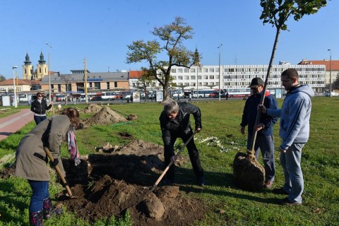 faültetés (faültetés, )