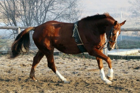 holstein-lo(960x640).jpg (ló, mén)