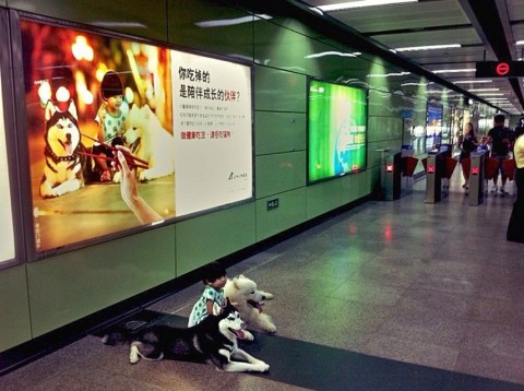 kampány a kutyaevés ellen (kutyahús, )