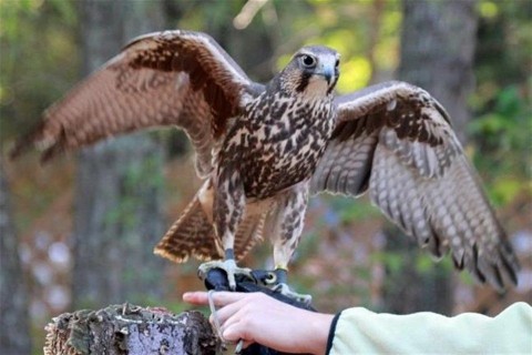 kerecsensolyom(1)(960x640).jpg (kerecsensólyom, )