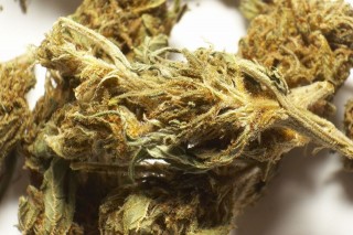 marihuana(960x640)(5).jpg (marihuána, kábítószer, drog, )