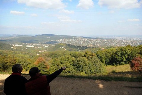 normafa(960x640).jpg (normafa, )