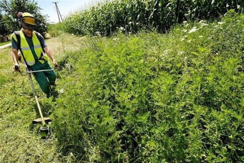 parlagfu(2)(960x640).jpg (parlagfű)