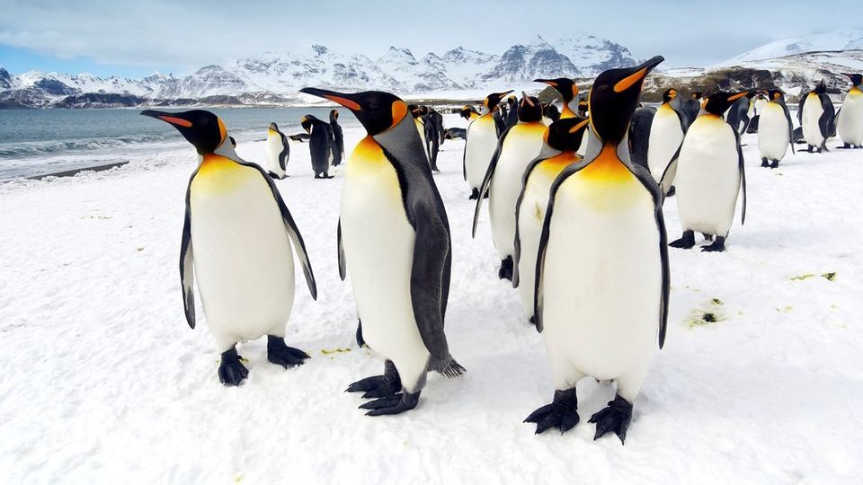 pingvin(210x140)(1).jpg (pingvin, hideg, )