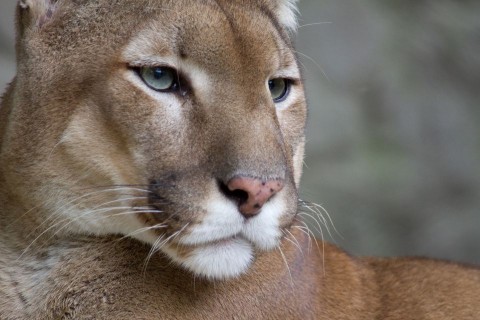 puma (puma)