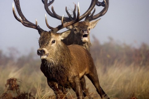 szarvas(960x640)(1).jpg (szarvas)