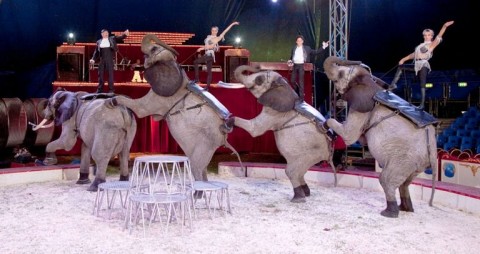 sződligeti gyerekek a nagycirkuszban (fővárosi nagycirkusz, sződliget, gyerekprogram, )