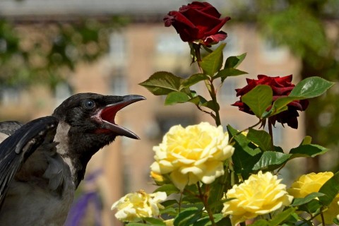 varju(960x640)(1).jpg (varjú, )