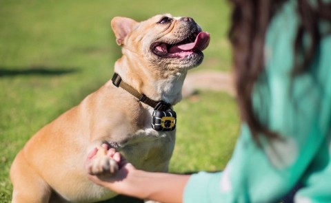 Állatkamera (háziállat, kutya, kamera)