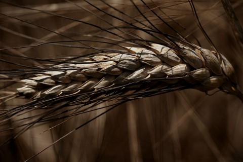 Buza(960x640)(2).jpg (búza)