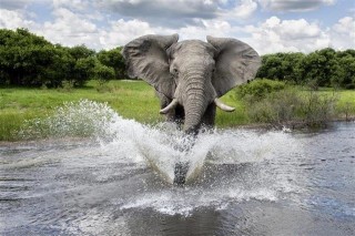 Elefant(2)(960x640).jpg (elefánt)