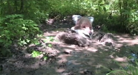 Róka futóhomokban (róka, jelmez, futóhomok, )