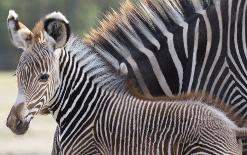 Zebra (zebra, )
