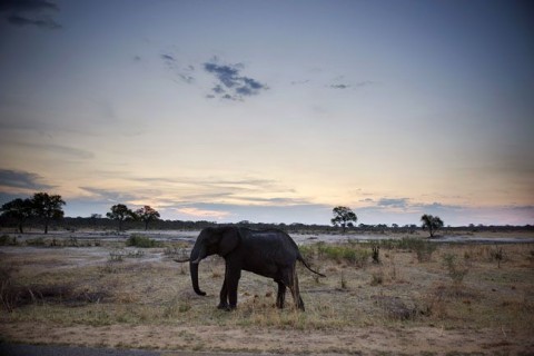 afrikai elefánt (afrikai elefánt, )