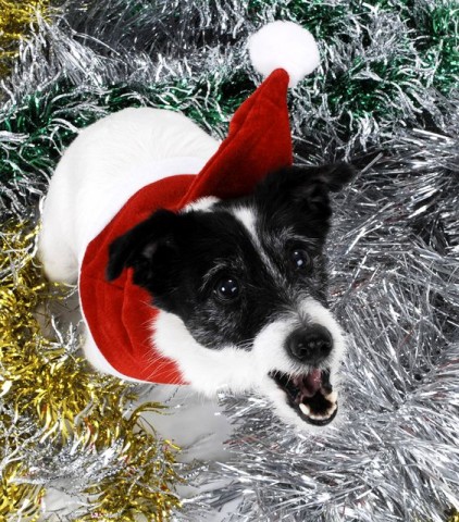 állatok karácsonya (állatok karácsonya, )