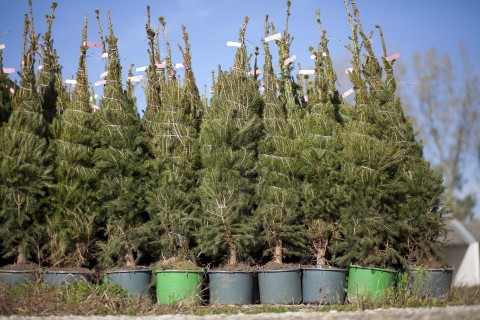 cserepes fenyő (fenyő, )