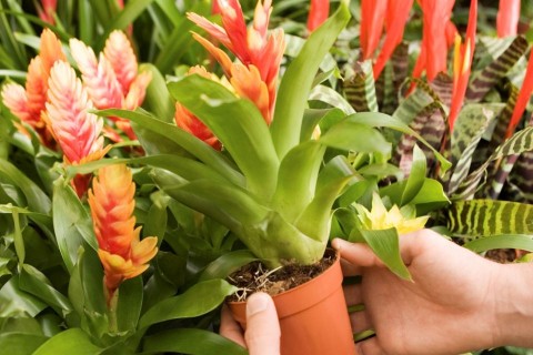 cserepes virág (virág, )