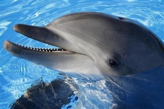 delfin(1)(960x640).jpg (delfin, )