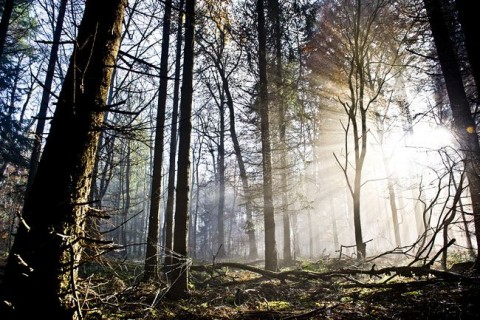 erdo-napsutes(430x286)(3).jpg (erdő, )