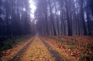 erdő (ősz, )