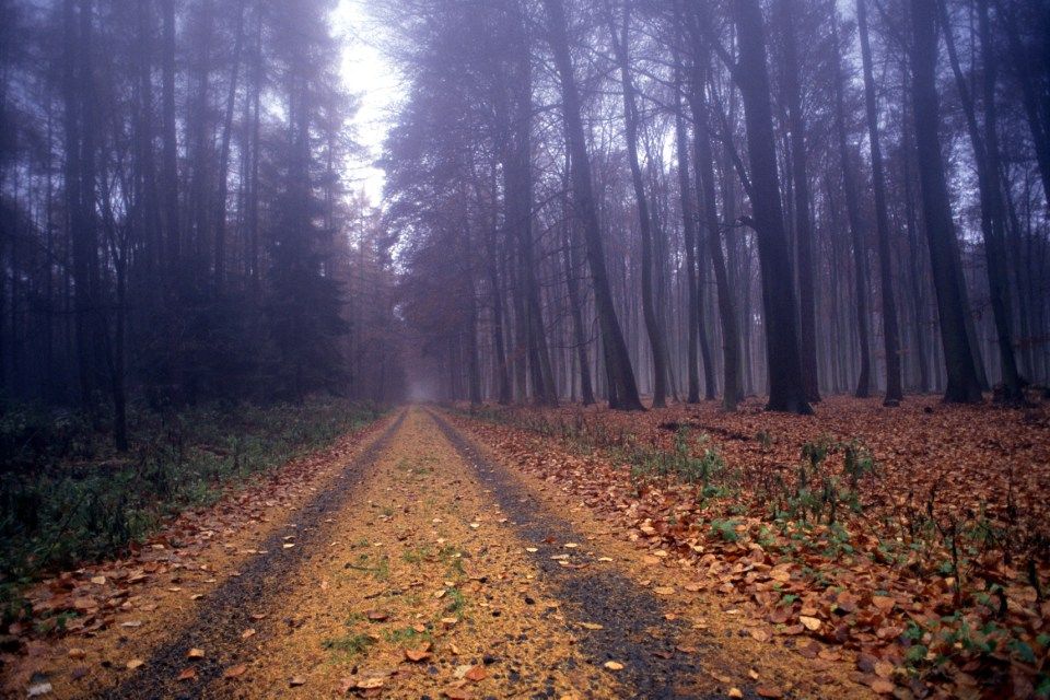 erdő (ősz, )