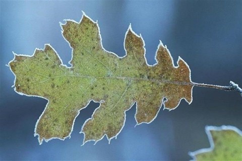 fagy(2)(1)(960x640).jpg (fagy)