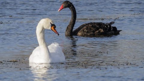 fekete hattyú (fekete hattyú, hattyú, )