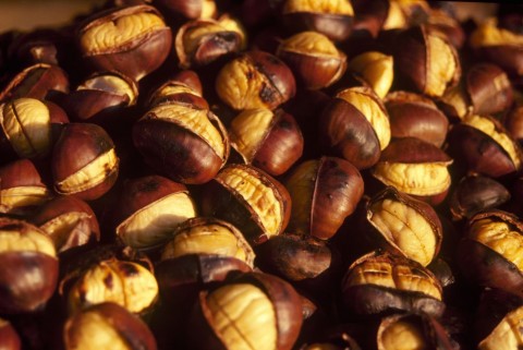 gesztenye (gesztenye, )