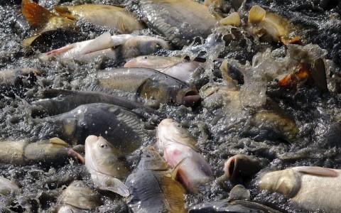 halak(960x640)(1).jpg (halak)