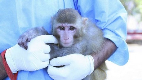 iráni űrmajom (irán, űrkutatás, majom, )