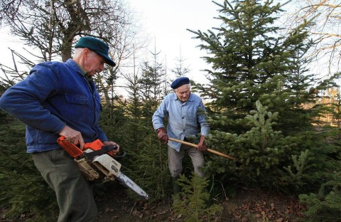 karácsonyfa (fenyőfa, karácsonyfa, )