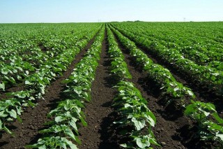 kishantosi biogazdaság (kishantos)