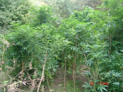 marihuánaültetvény bajóton (marihuána, ültetvény)